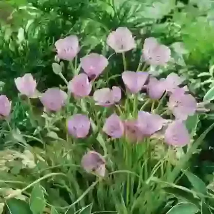 Calochortus
